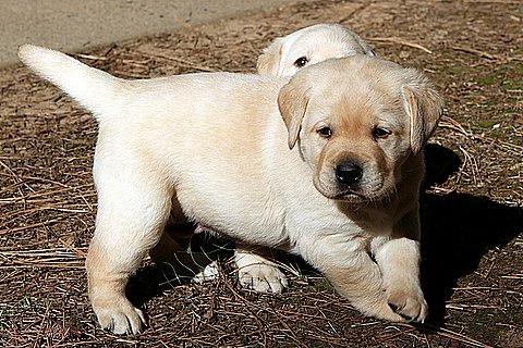 sailor sons 4 weeks